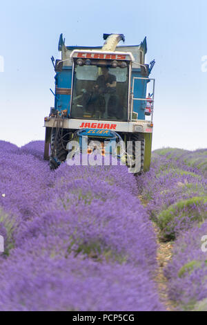 Ernten Lavendel bei Snowshill mit einem selbstfahrenden havester und Anhänger, in den Cotswolds, UK. Stockfoto
