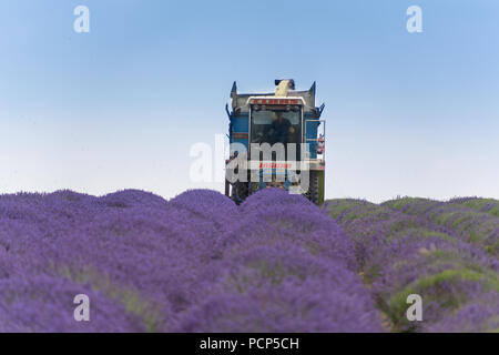 Ernten Lavendel bei Snowshill mit einem selbstfahrenden havester und Anhänger, in den Cotswolds, UK. Stockfoto