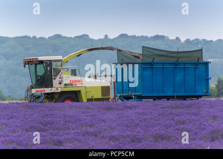 Ernten Lavendel bei Snowshill mit einem selbstfahrenden havester und Anhänger, in den Cotswolds, UK. Stockfoto