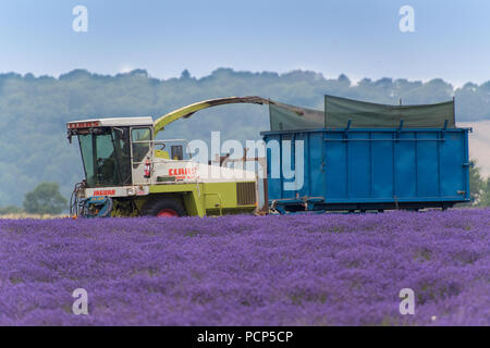 Ernten Lavendel bei Snowshill mit einem selbstfahrenden havester und Anhänger, in den Cotswolds, UK. Stockfoto