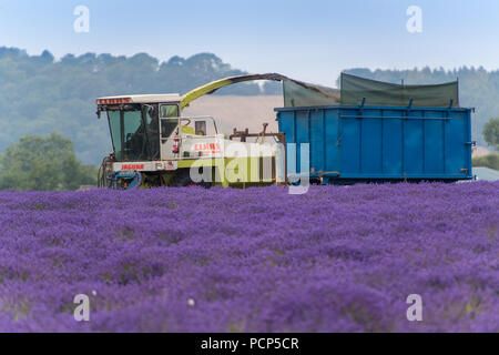 Ernten Lavendel bei Snowshill mit einem selbstfahrenden havester und Anhänger, in den Cotswolds, UK. Stockfoto