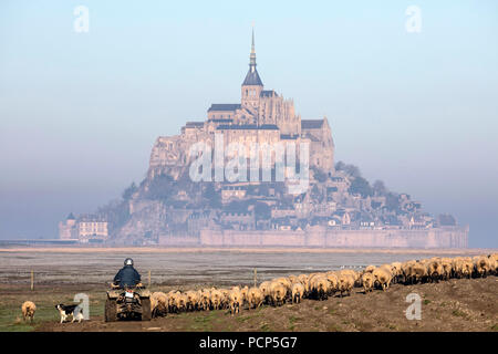 Le Mont Saint-Michel (St. Michael's Mount), Normandie, Nord-westlichen Frankreich: Herde Schafe in der Bucht vor dem Berg (Nicht verfügbar für postca Stockfoto