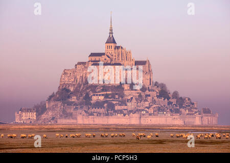 Le Mont Saint-Michel (St. Michael's Mount), Normandie, Nord-westlichen Frankreich: Herde Schafe in der Bucht vor dem Berg (Nicht verfügbar für postca Stockfoto