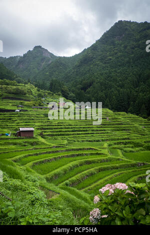 Maruyama Senmaida Reisterrassen im zentralen Teil von Japan. Stockfoto