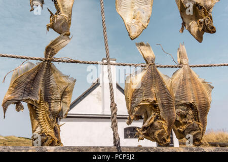 Getrocknete Plattfisch, hängen an Seilen vor eine weisse Ferienhaus, Liseleje, Dänemark, Juli 30, 2018 Stockfoto