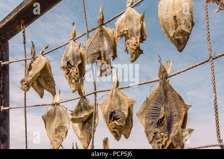 Plattfisch, hängen an Seilen zum Trocknen, eine ausgezeichnete Meeresfrüchte, Liseleje, Dänemark, Juli 30, 2018 Stockfoto