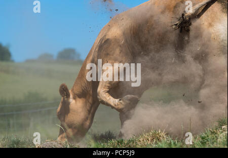 Rind Kuh kicking up dust in einem Versuch, der selbst im Sommer Hitze zu kühlen. Cumbria, Großbritannien. Stockfoto