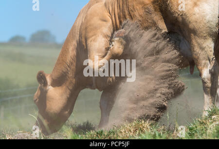 Rind Kuh kicking up dust in einem Versuch, der selbst im Sommer Hitze zu kühlen. Cumbria, Großbritannien. Stockfoto