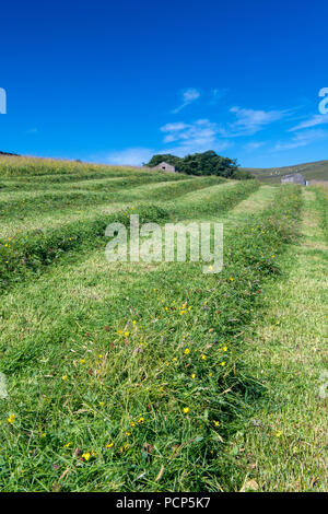 Frisch gemähten Wiese in den Berggebieten in den Yorkshire Dales, UK. Stockfoto