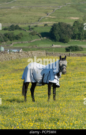 Pferd auf der Weide das Tragen eines flyrug und fliegen Schutz auf seinem Gesicht. North Yorkshire, UK. Stockfoto
