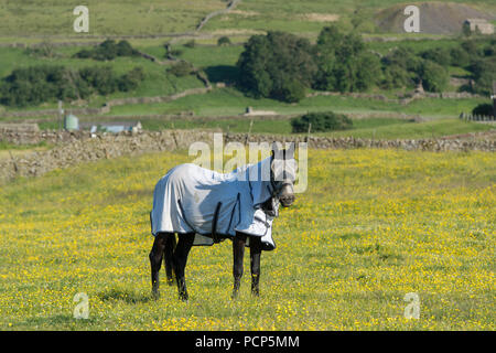 Pferd auf der Weide das Tragen eines flyrug und fliegen Schutz auf seinem Gesicht. North Yorkshire, UK. Stockfoto
