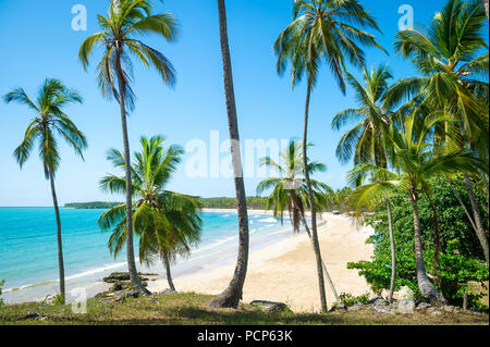 Blick durch Kokospalmen zu einem wunderschönen tropischen Palmen gesäumten, weißen Sandstrand der Bucht in Bahia, Brasilien. Stockfoto