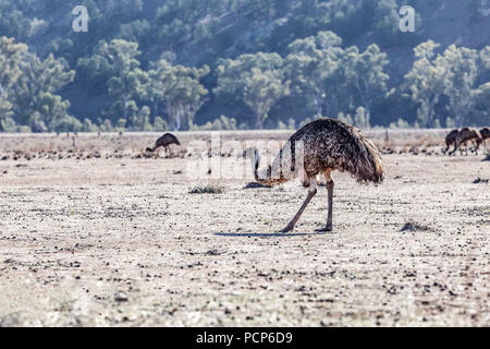 Emu Vogel im typischen australischen Landschaft Stockfoto