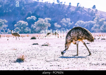 Emu Fütterung vom Boden in Ikara-Flinders Ranges National Park, South Australia Stockfoto