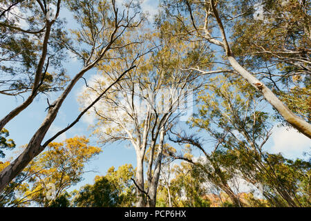 Blick auf australische Eukalyptusbäume Vordach und Himmel Stockfoto