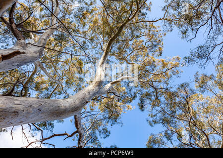 Nach oben Eukalyptusbaum und blauer Himmel in Australien Stockfoto