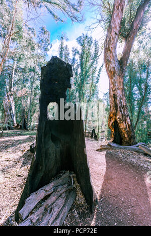 Verbrannt eukalyptus Baumstamm in einem Wald im Süden von Australien Stockfoto