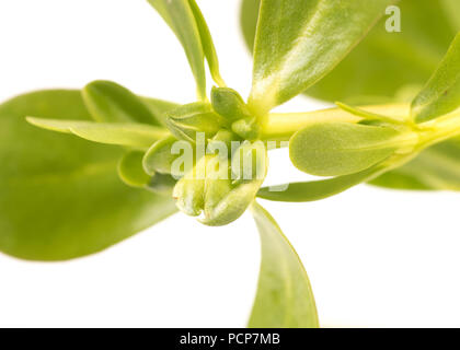 Organisch gesunden grünen Portulak isoliert auf weißem Hintergrund Stockfoto