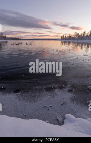 Schwäne in Muonio, Finnland Stockfoto