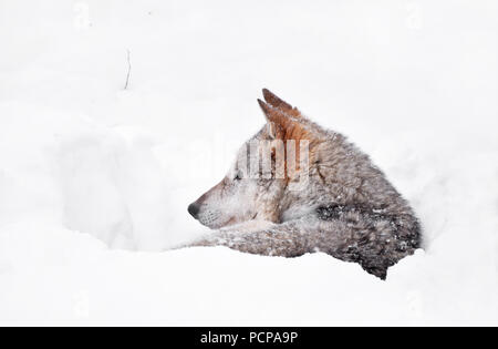 Close up Profil Porträt einer grauen Wolf in tiefem Schnee Winter Höhle Höhle ruhen und Wegsehen, Low Angle Seitenansicht Stockfoto