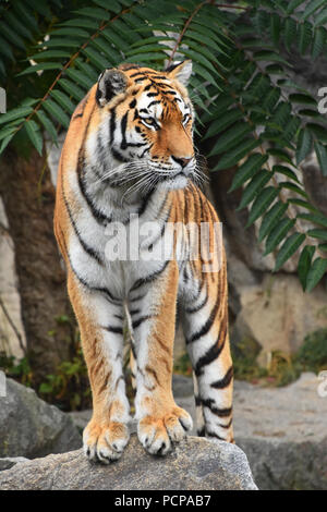 Close up voller Länge vorne Porträt einer jungen Sibirischen Tiger (amur tiger Panthera tigris altaica) steht auf den Felsen und mit Blick auf die Kamera, niedrig Stockfoto