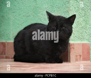 Schwarze männliche Katze sitzt auf keramikfliesen vor der grünen Wand Stockfoto