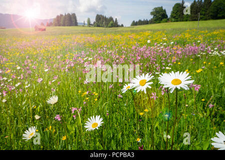 Wiese mit Frühling Blumen und Sonnenstrahlen Stockfoto