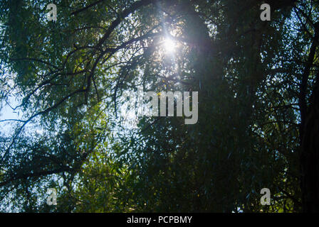 Durch das dichte Laub Strahlen der Sonne machen sich auf den Weg. Stockfoto