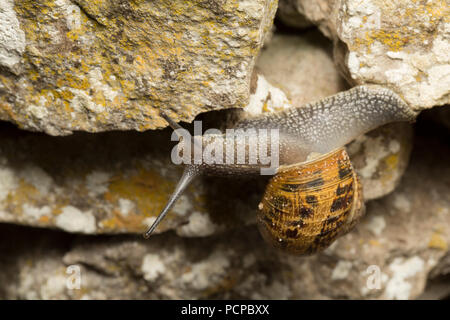 Ein Garten Schnecke, Helix aspersa/Cornu aspersum Kriechen auf einem Steingarten in einem Garten in Lancashire, North West England UK GB fotografiert in der Nacht. Es ist Ed Stockfoto