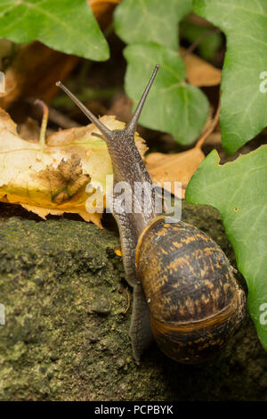 Ein Garten Schnecke, Helix aspersa/Cornu aspersum Kriechen auf einem Steingarten in einem Garten in Lancashire, North West England UK GB fotografiert in der Nacht. Es ist Ed Stockfoto