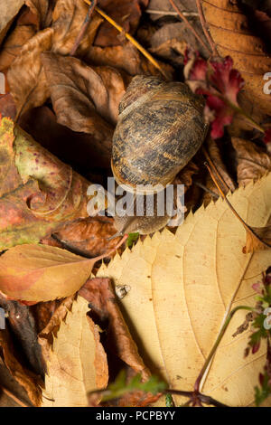 Ein Garten Schnecke kriecht auf einen Steingarten in einem Garten in Lancashire, North West England UK GB fotografiert in der Nacht. Es wurde früher als Helix aspersa bekannt Stockfoto