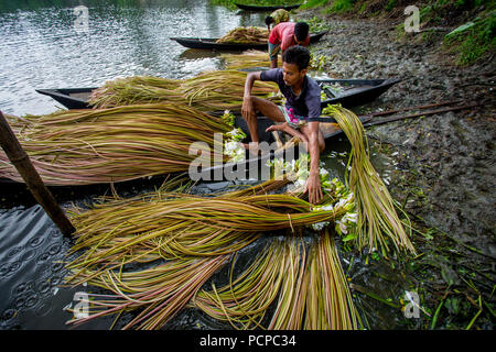 Sada Shapla (weiße Seerose) ist die nationale Blume von Bangladesch. Stockfoto