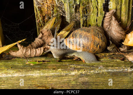 Ein Garten Schnecke, Helix aspersa/Cornu aspersum kriecht auf einer alten hölzernen Zaun in einem Bereich für Blumenerde Pflanzen in der Nacht in einem Garten in Lancashire North Wir Stockfoto