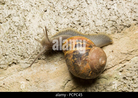 Ein Garten Schnecke, Helix aspersa/Cornu aspersum, Crawling rund um eine alte Nebengebäude in einem Garten in Lancashire North West England UK GB fotografiert. Stockfoto