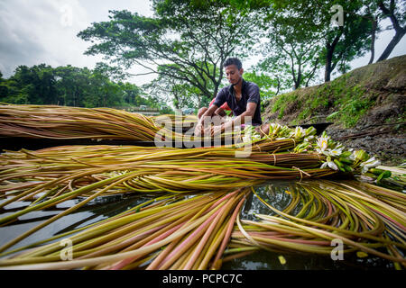 Sada Shapla (weiße Seerose) ist die nationale Blume von Bangladesch. Stockfoto