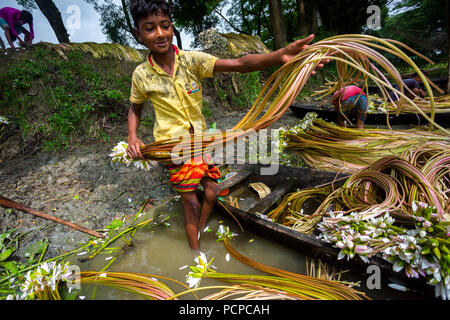 Sada Shapla (weiße Seerose) ist die nationale Blume von Bangladesch. Stockfoto