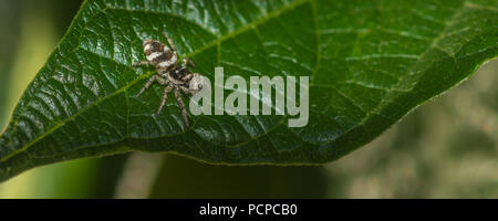 Weibliche zebra spider Jagd auf einem Blatt Stockfoto