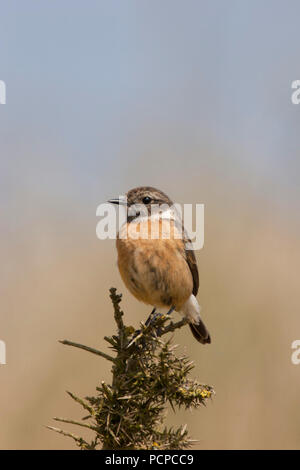 , Schwarzkehlchen Saxicola torquata, alleinstehenden Frauen hocken auf ginster Bush. April Minsmere, Suffolk, Großbritannien. Stockfoto