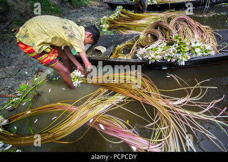 Sada Shapla (weiße Seerose) ist die nationale Blume von Bangladesch. Stockfoto