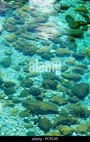 Steine auf der Unterseite der Piva Fluss durch kristallklares Wasser gesehen, Piva Schlucht, Montenegro, 2018 Stockfoto