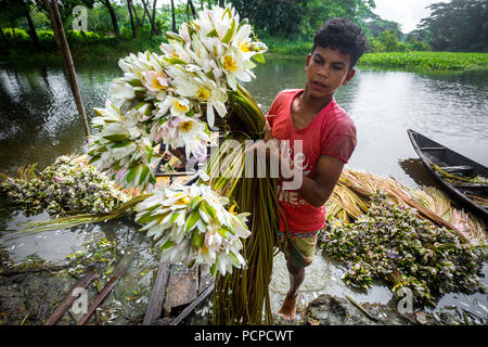 Sada Shapla (weiße Seerose) ist die nationale Blume von Bangladesch. Stockfoto