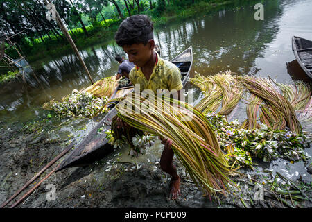 Sada Shapla (weiße Seerose) ist die nationale Blume von Bangladesch. Stockfoto