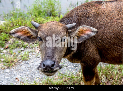 Nahaufnahme eines jungen Wasserbüffel in Vietnam. Stockfoto
