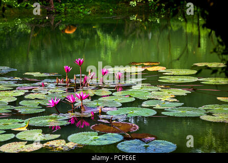 Rote Blumen wachsen aus dem Teich mit grünen lilly Pads schweben in einer kleinen Gruppe. Der Teich spiegelt das Wachstum und eine Dame in Orange biegen ov Stockfoto