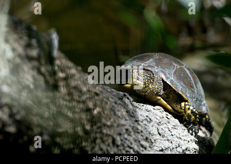 Cistude d'Europa - Tortue boueuse - Europäische Sumpfschildkröte - Emys orbicularis Stockfoto