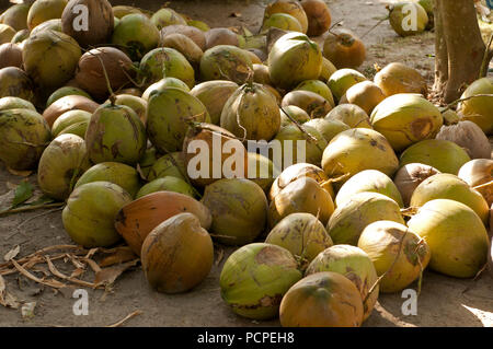 Thailand - Ko Samui - Harverst der Kokosnuss (Cocos nucifera) Thaïlande - Koh Samui - Récolte de Noix de Coco Stockfoto