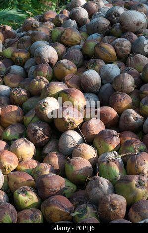 Thailand - Koh Samui - Harverst der Kokosnüsse für Öl (Cocos nucifera) Stockfoto