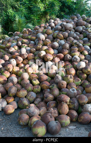 Thailand - Koh Samui - Harverst der Kokosnüsse für Öl (Cocos nucifera) Stockfoto