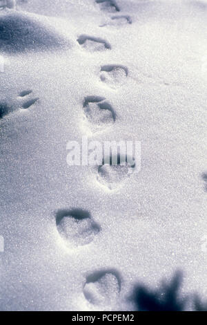 Stockente - Spuren im Schnee - Anas platyrhynchos Colvert - Spuren de pattes dans la Neige Stockfoto