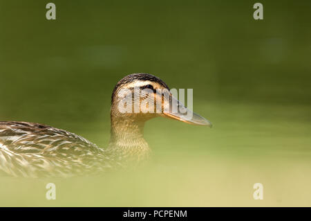 Stockente - weiblich - Anas platyrhynchos Colvert - Femelle Stockfoto